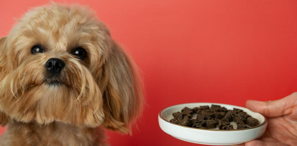 Signs-of-Readiness-for-Adult-Dog-Food
