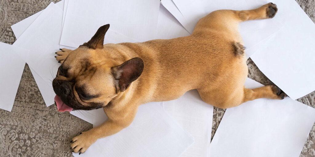 Is-it-Normal-for-a-Puppy-to-Breathe-So-Fast-When-Sleeping