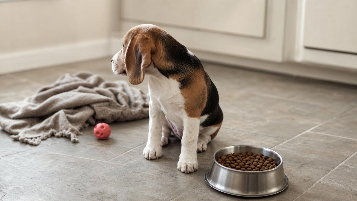 A beagle puppy turns away from a full food bowl on a kitchen floor.
