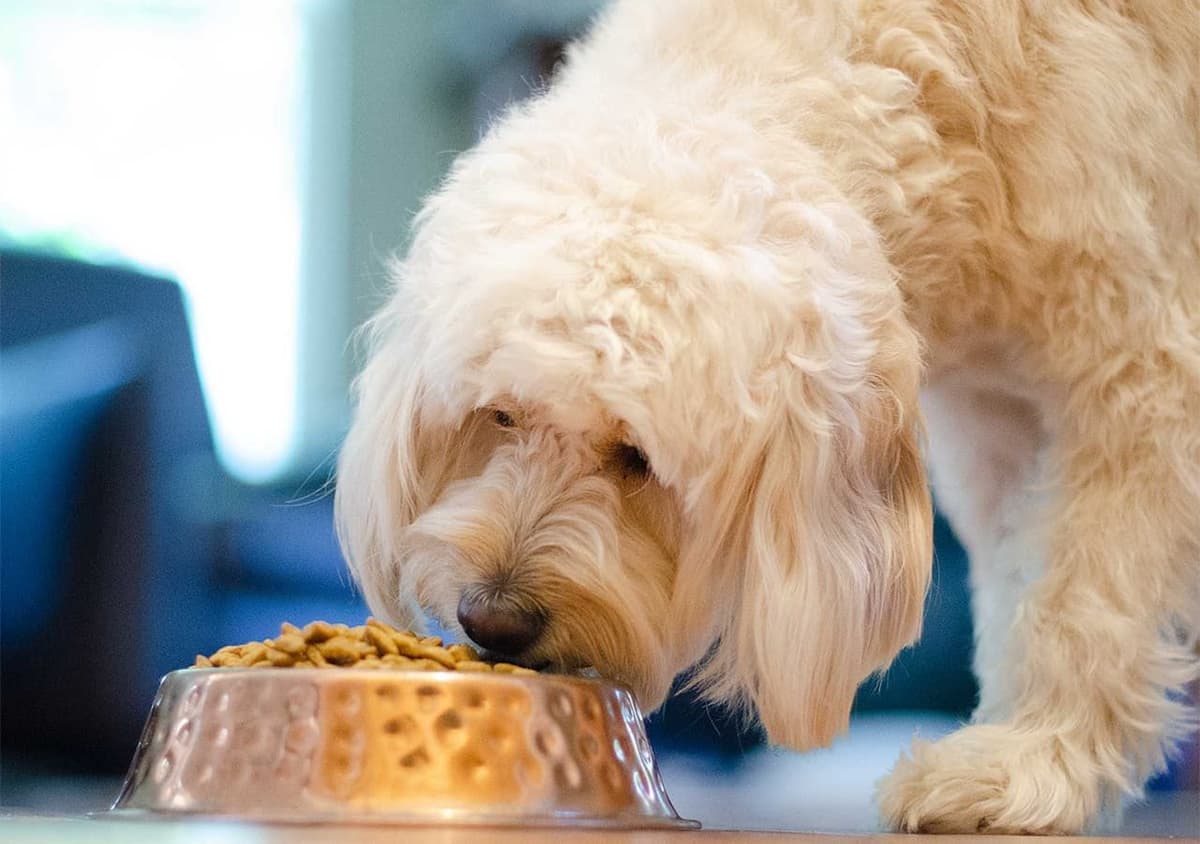 Goldendoodle puppy eating from a bowl