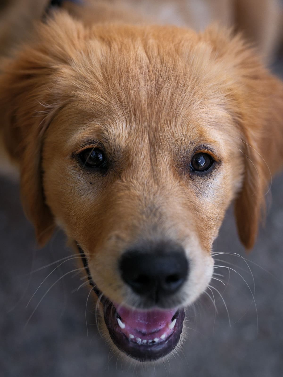 Close-up portrait of a golden retriever puppy looking upward