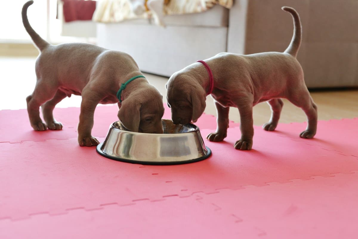 Two puppies eating from a metal bowl indoors