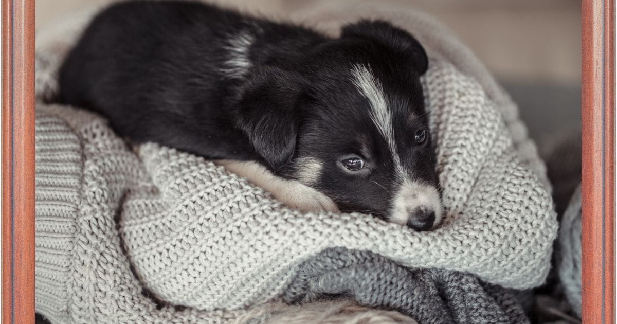 How Long Will a Puppy Cry At Night Best Puppies Food