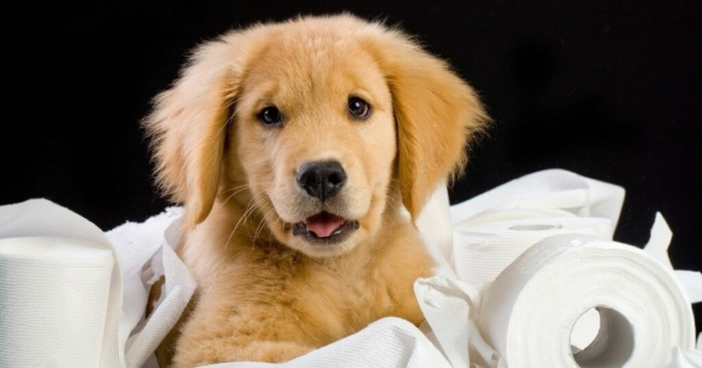 Why Is My Puppy Pooping So Much