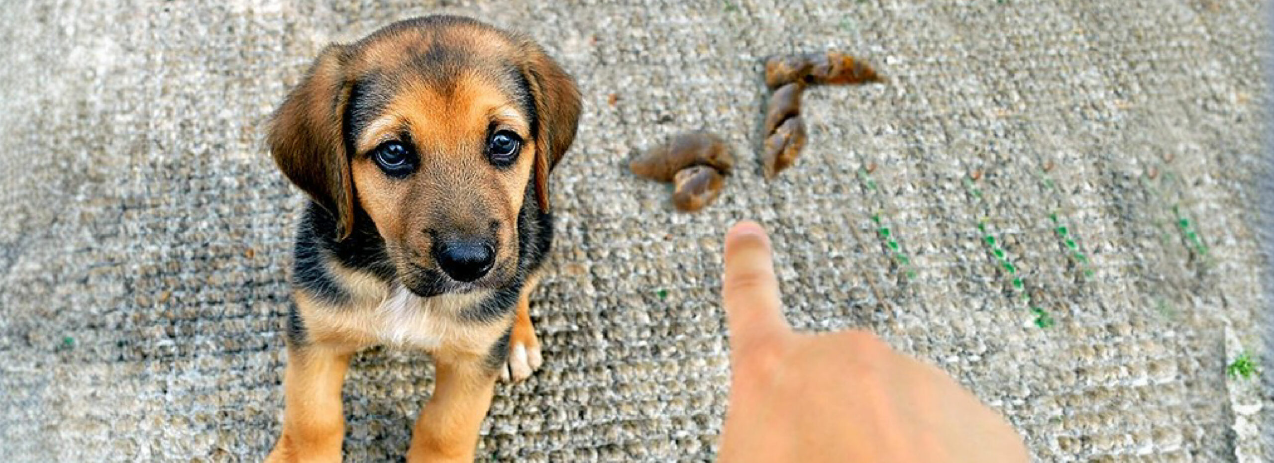 Why Is My Puppy Pooping So Much