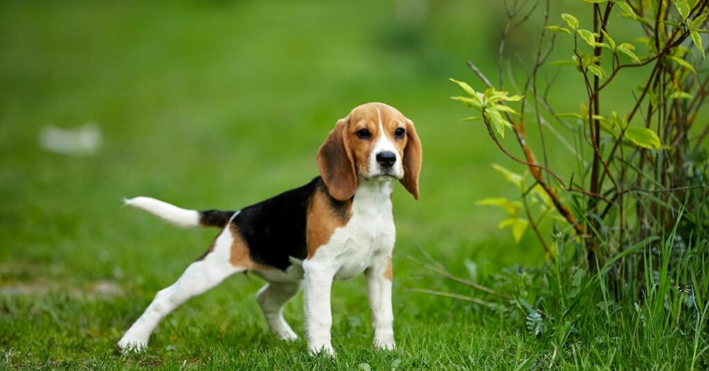 How to Potty Train a Beagle Puppy