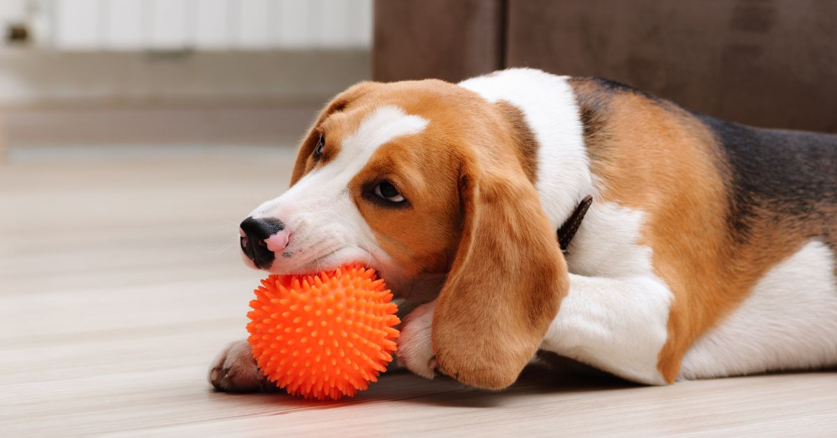 Potty Training a Beagle Puppy