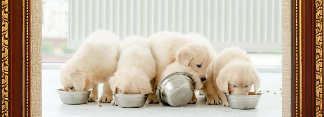 Why is My puppy Always Hungry Feature image
