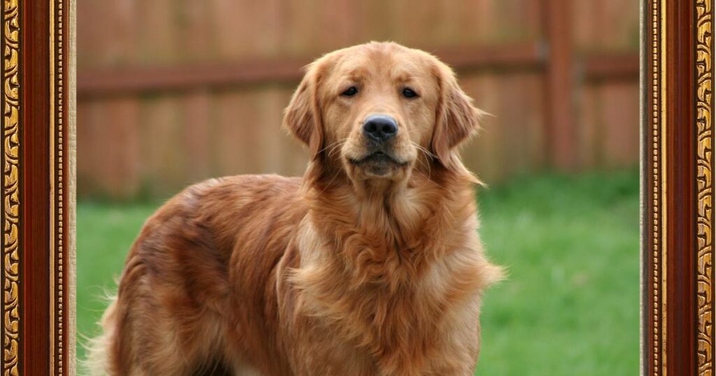 Golden Retriever Puppy