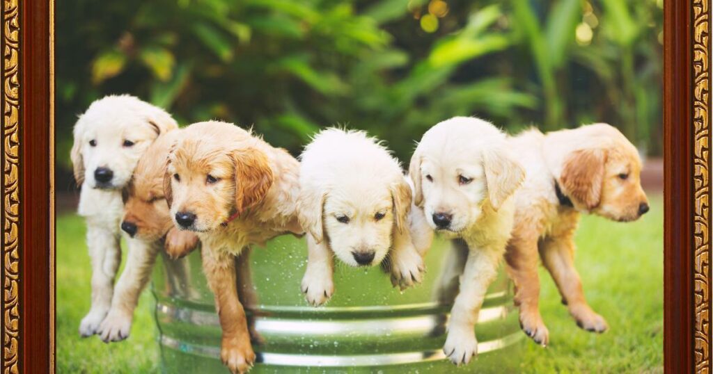 Golden Retriever Types