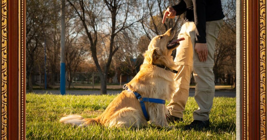 golden retriever Exercise and Training