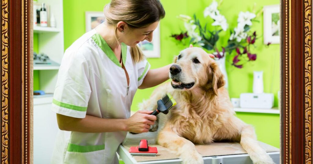 golden retriever Grooming