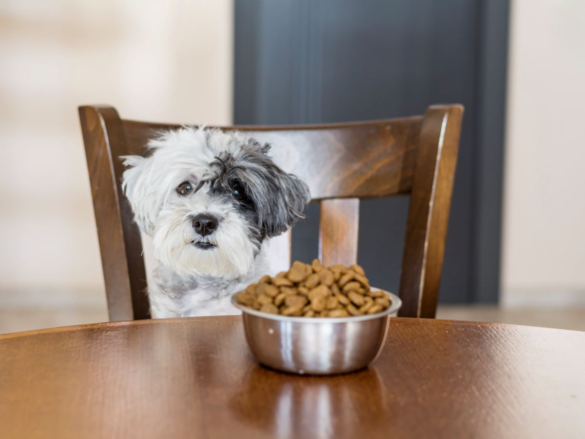 Best Food For Aussiedoodle Puppy