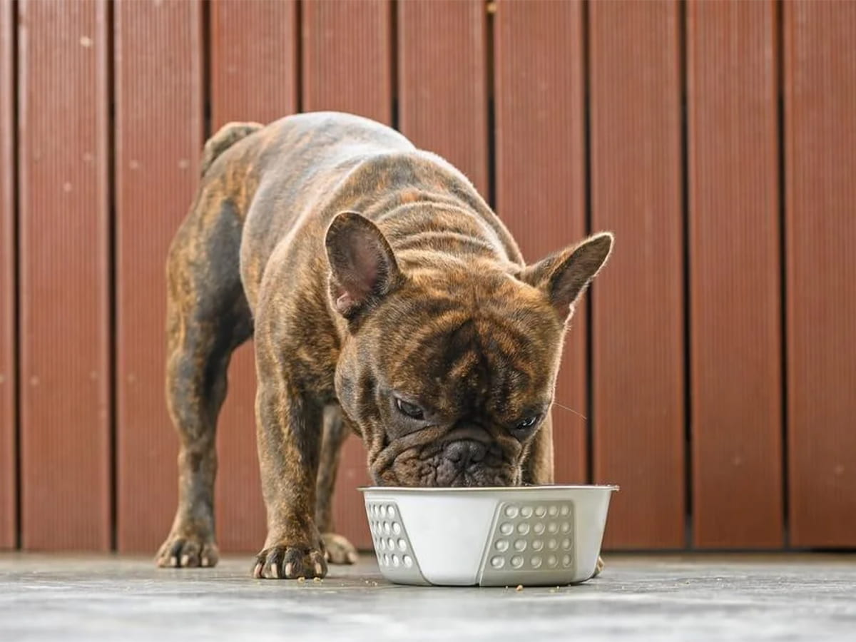 Best Food For French Bulldog Puppy Top Picks 2024 best-food-for-french-bulldog-puppy-top-picks-2024