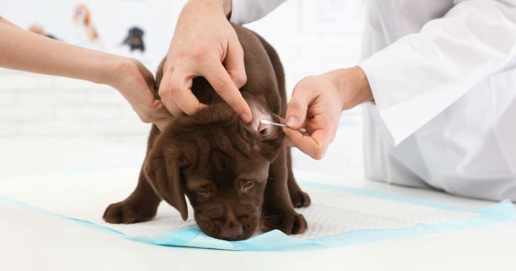 How to Clean Out Dogs Ears Naturally Without Stress or Chemicals
