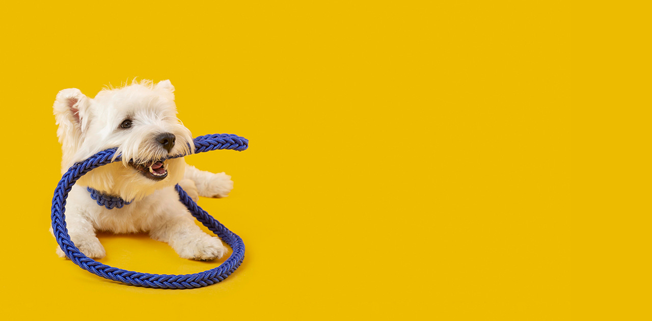 How To Stop A Puppy From Chewing? BPF