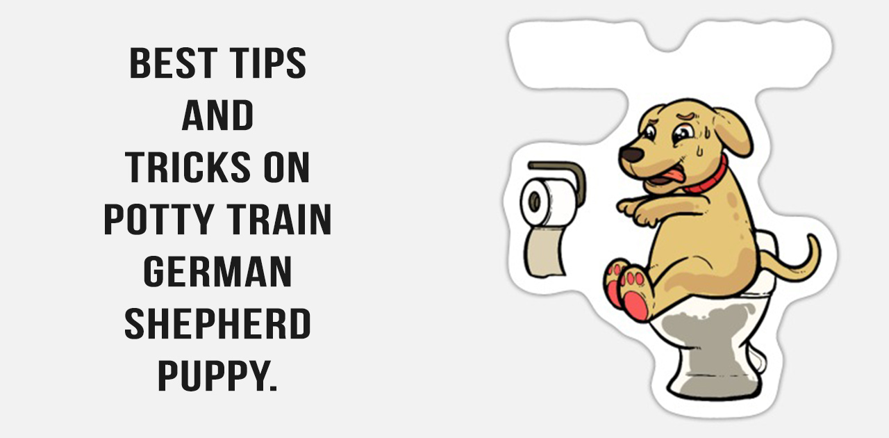 The Best Way to Potty Train a German Shepherd Puppy