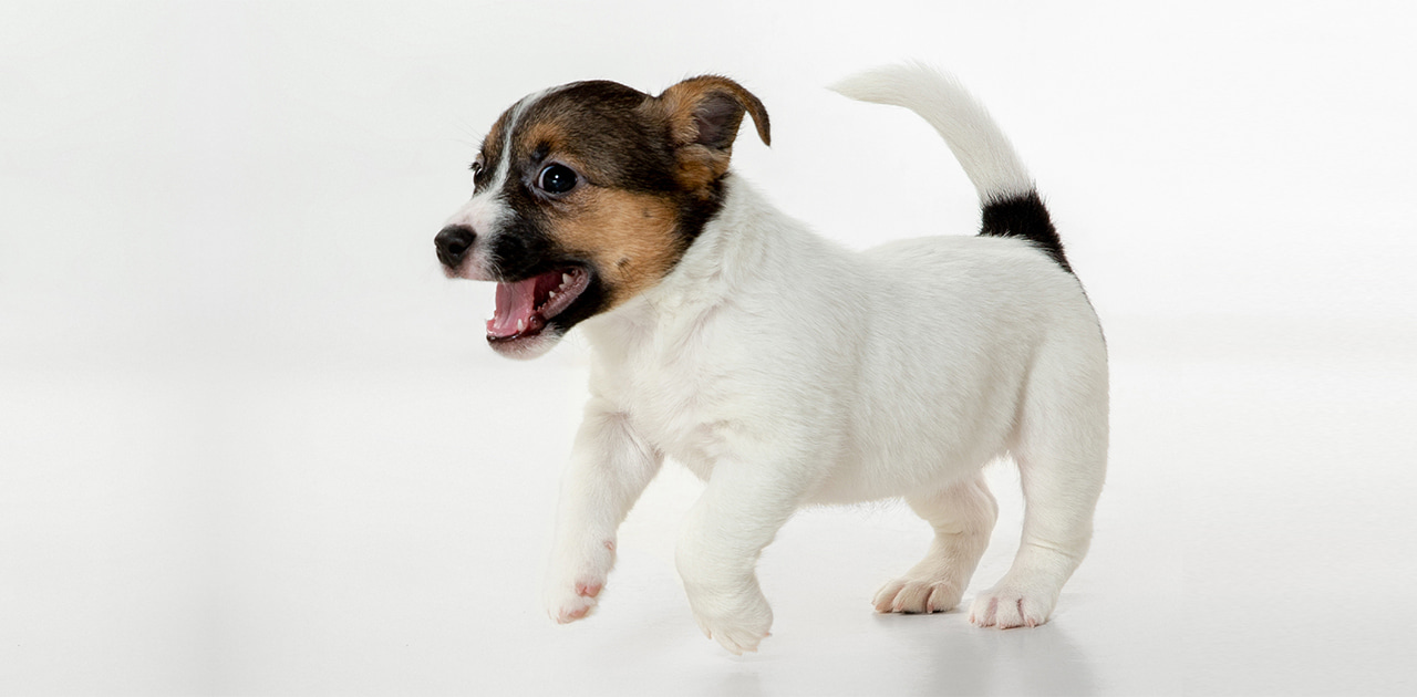 How to stop puppy from barking 5 simple steps BPF