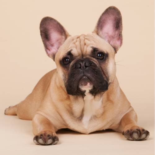 French Bulldogs breed