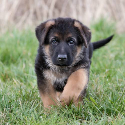 German shepherd