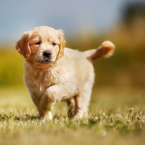 Golden Retriever Breed