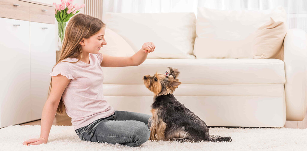 Best Way To House Train Puppy A Guide for Puppy Owners