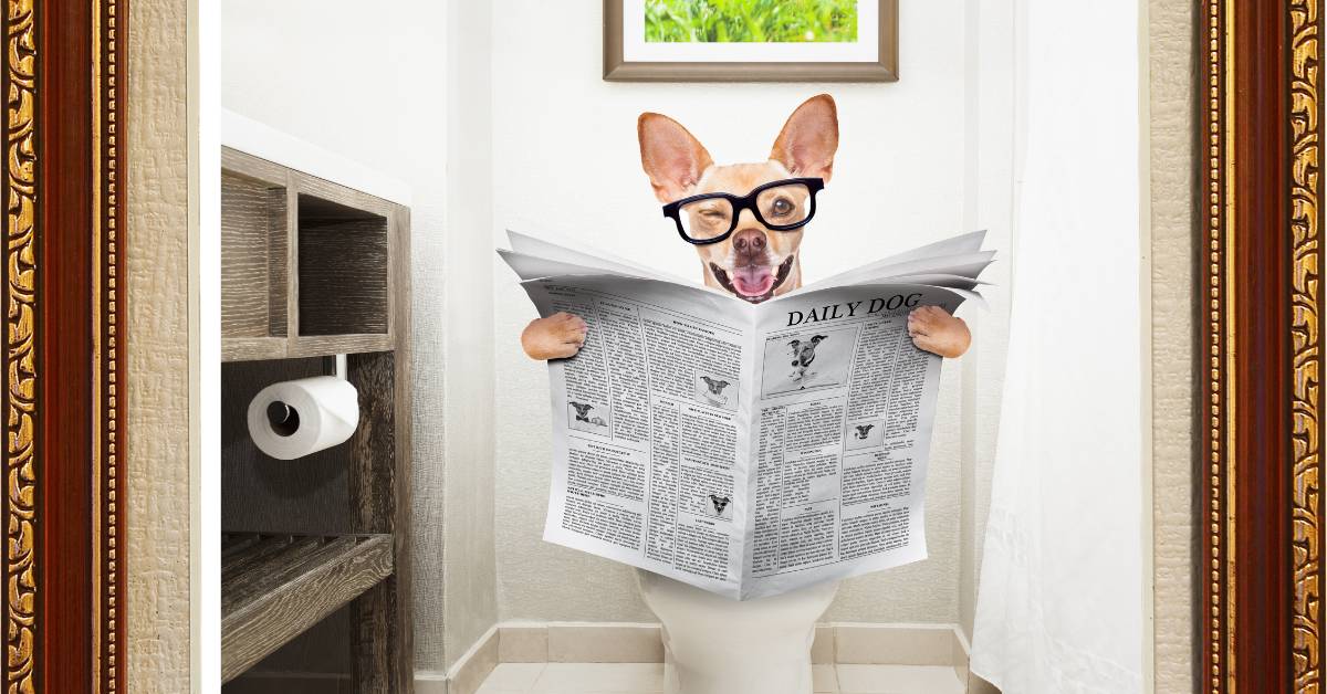 Potty Train a Chihuahua Puppy A Complete Guide