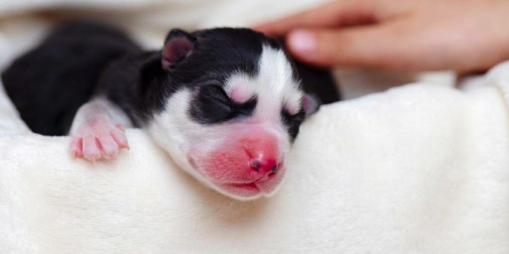 Why is My Puppy Breathing Fast While Sleeping?