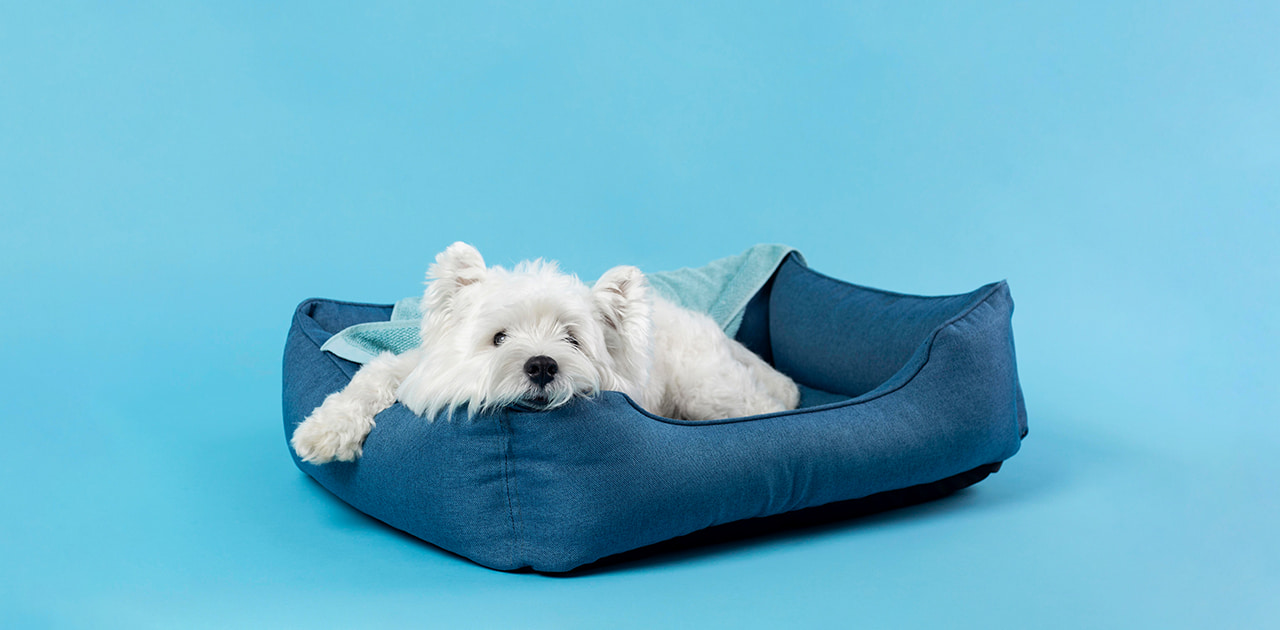 When Do Puppy Calm Down Expert Opinion Best Puppies Food when-do-puppy-calm-down-expert-opinion-best-puppies-food
