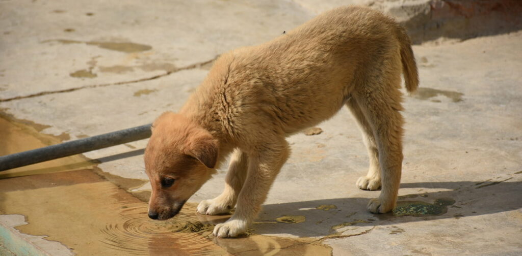 how much puppy drink water