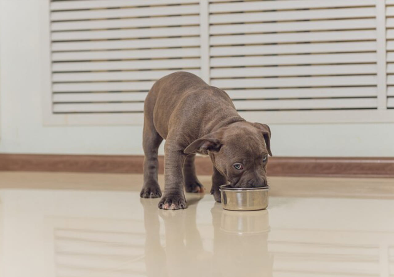 How Much Water Should a Puppy Drink A Comprehensive Guide