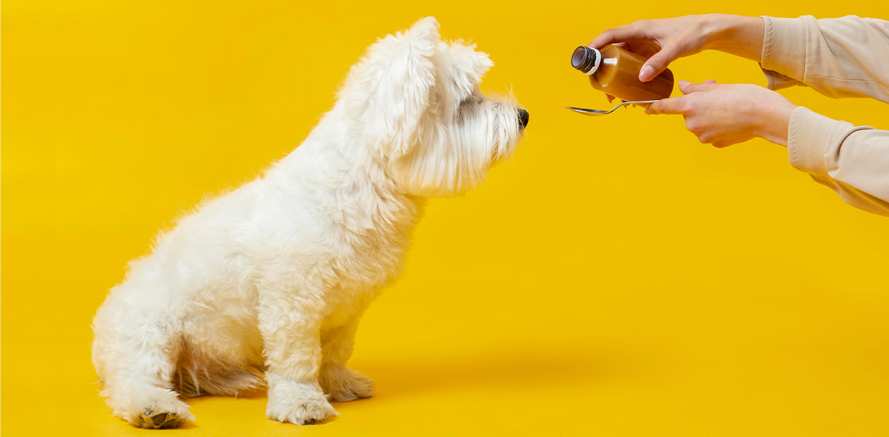 Puppy deworming schedule Simples and Easy