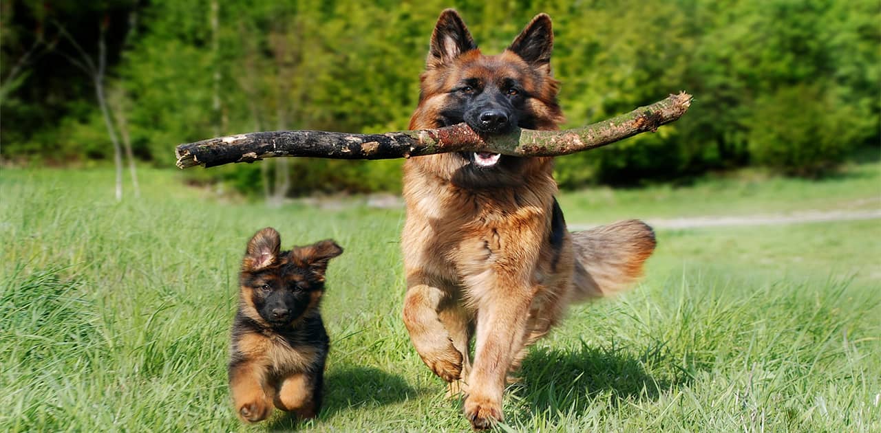 Curated visual reference: 9 Easy Steps On How To Introduce A Puppy To Photo Inspiration