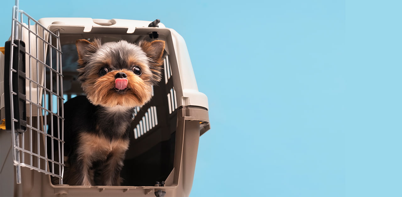 Crate Training a Puppy at Night Everything You Need to Know