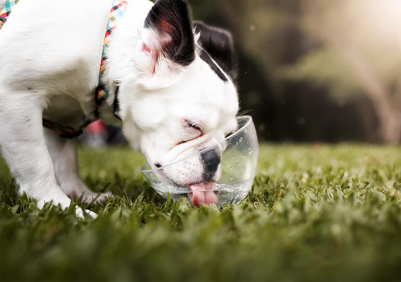 Why Does My Puppy Drink So Much Water & Is It Normal?