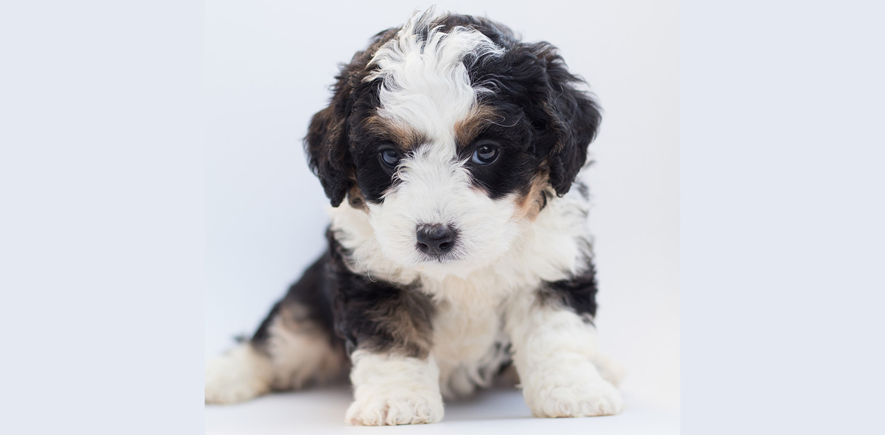 Bernedoodle Puppy Feeding Guide