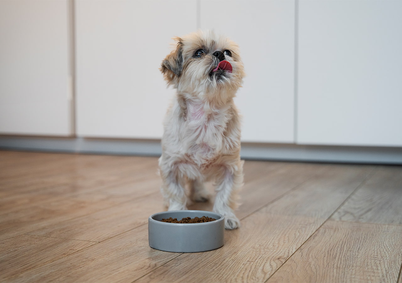Best Dry Puppy Food 2024 Abby Raychel