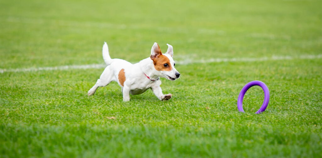 Puppy-Playing-with-toy