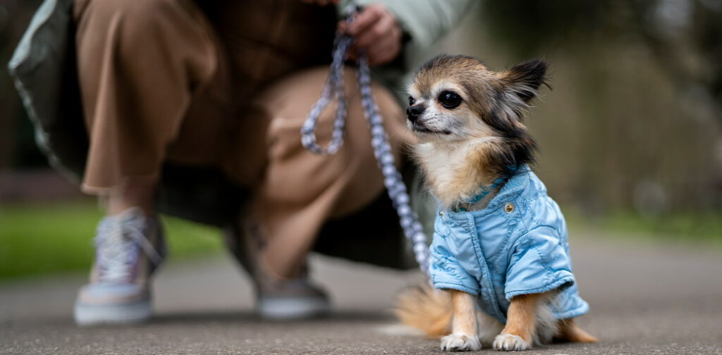 Step-By-Step-Guide-for-Basic-Obedience-Training-for-Puppies