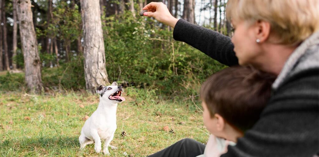 What-is-obedience-training