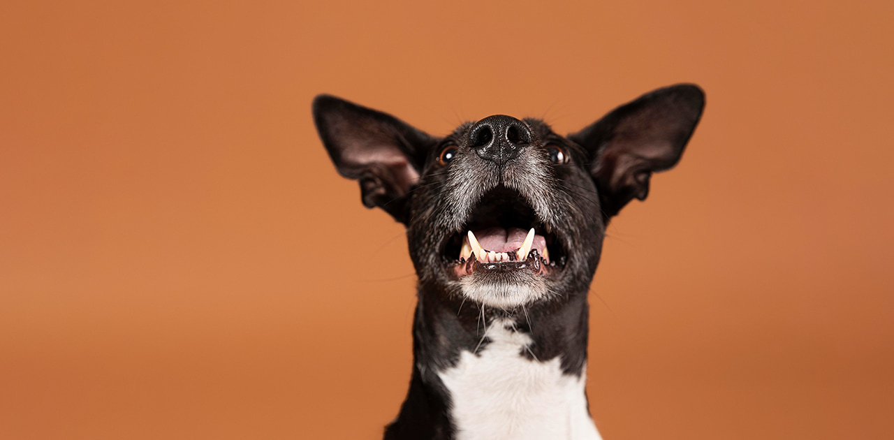 When do puppies lose their baby teeth? | Best Puppies Food