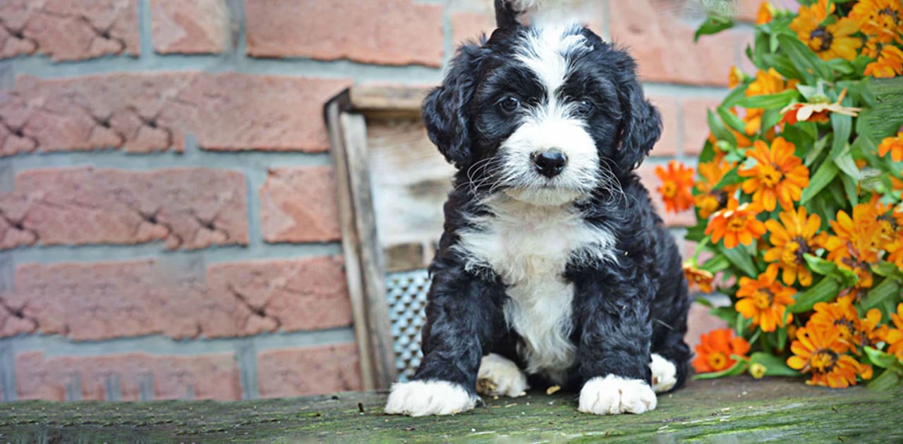 Bernedoodle Puppy food
