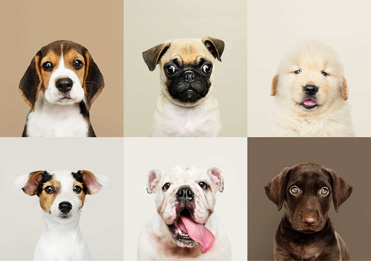 Diamond Puppy Food Feeding Chart Best Guide From Vet Diamond Puppy Food Feeding Chart Best Guide From Vet