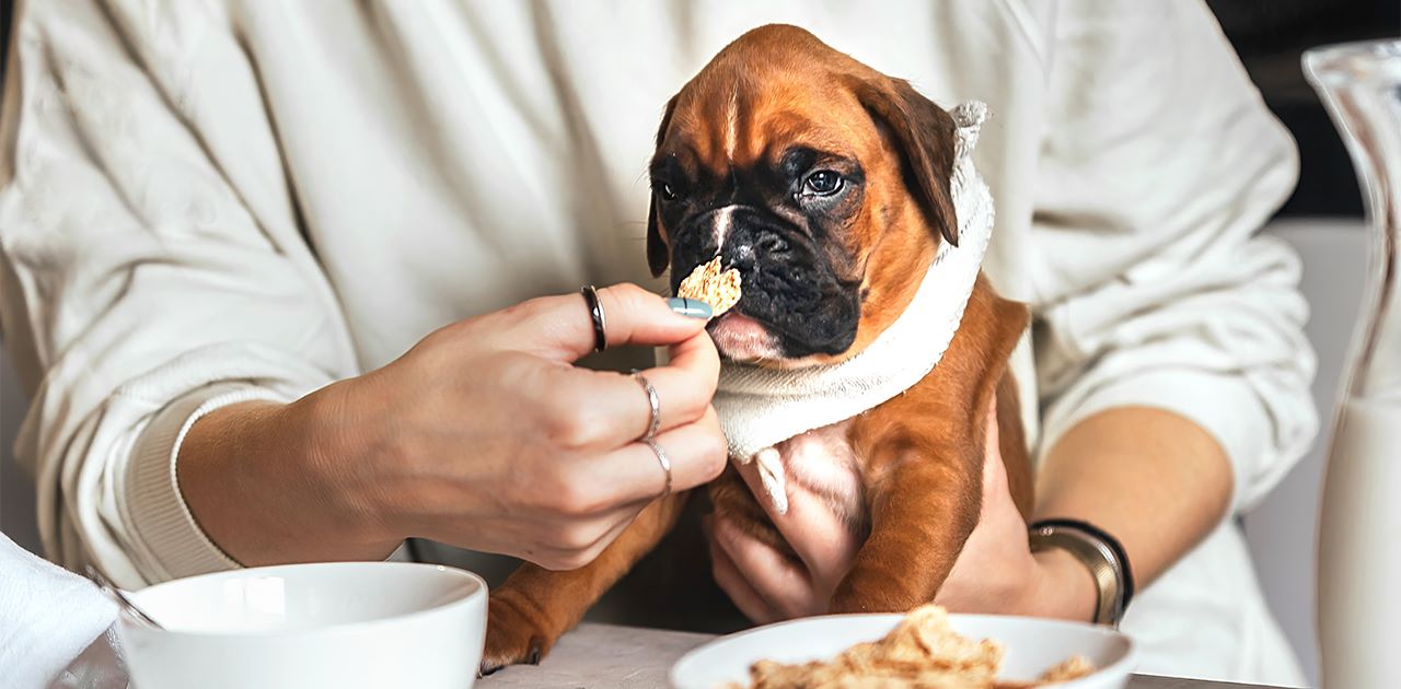 Fresh Look at How Much To Feed A Boxer Puppy A Comprehensive Guide