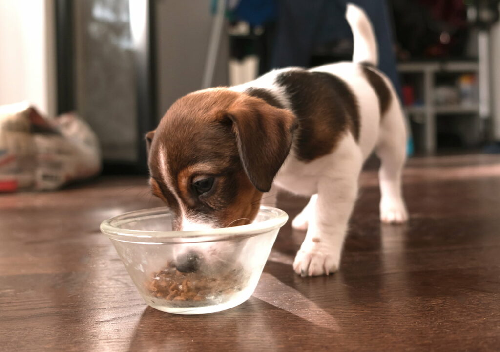Best Puppy Food for Beagles